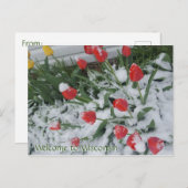 Herzlich willkommen in Wisconsin Tulips in Snow im Postkarte (Vorne/Hinten)
