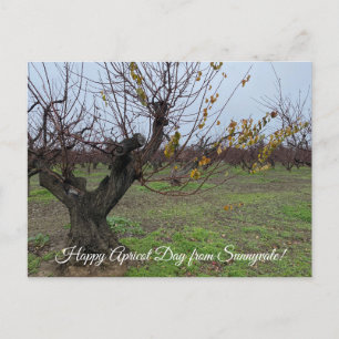Herzlichen Glückwunsch Apricot Day aus Sunnyvale! Postkarte