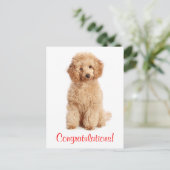 Herzlichen Glückwunsch Apricot Poodle Welpe Hund P Postkarte (Stehend Vorderseite)