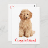Herzlichen Glückwunsch Apricot Poodle Welpe Hund P Postkarte (Vorne/Hinten)