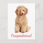Herzlichen Glückwunsch Apricot Poodle Welpe Hund P Postkarte (Vorderseite)