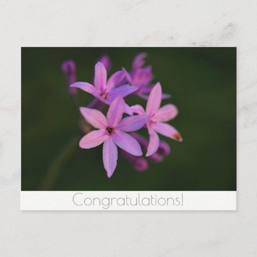 Herzlichen Glückwunsch Blume Postkarte (Vorderseite)