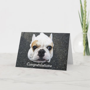 Herzlichen Glückwunsch Bulldogge Grußkarte Karte