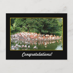 Herzlichen Glückwunsch, Flamingos Postkarte