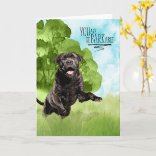 Herzlichen Glückwunsch reBARKable Cane Corso Hund Karte
