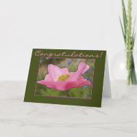 Herzlichen Glückwunsch Single Delicate Pink Poppy
