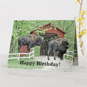 Herzlichen Glückwunsch zum Geburtstag Bison Bull a Karte (Gelbe Blume)