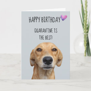 Herzlichen Glückwunsch zum Geburtstag von der Hund Karte