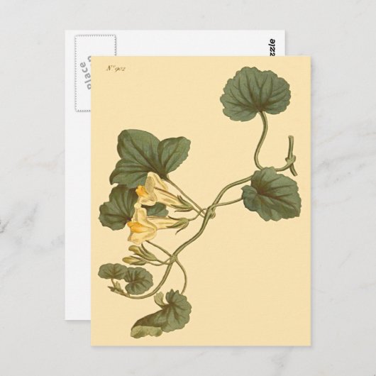 Herzlinke Snapdragon Botanische Illustration Postkarte (Vorne/Hinten)