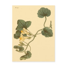 Herzlinke Snapdragon Botanische Illustration