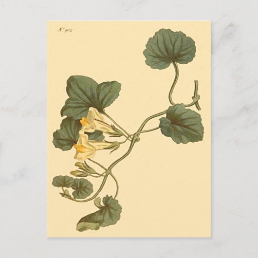 Herzlinke Snapdragon Botanische Illustration Postkarte (Vorderseite)