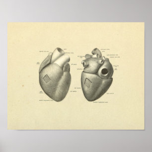 Herzmuskel-Oberflächenanatomie-Druck Poster