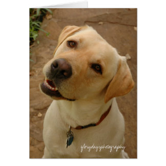 Herzog, Glorydaysphotographie