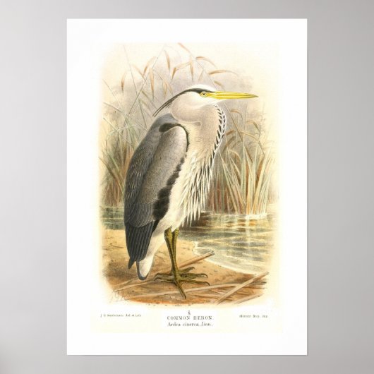 Herzog Poster (Vorne)
