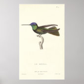 Herzog von Rivoli's Hummingbird aus der Antike Poster (Vorne)