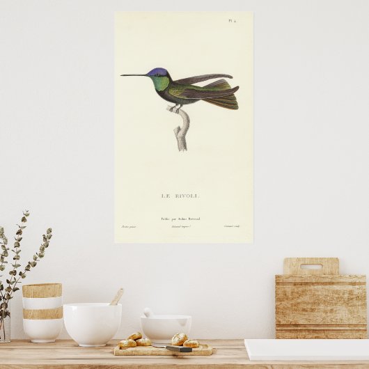 Herzog von Rivoli's Hummingbird aus der Antike Poster (Küche)