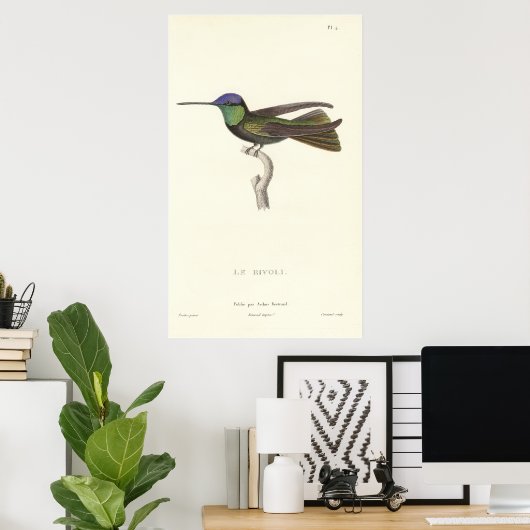 Herzog von Rivoli's Hummingbird aus der Antike Poster (Heimbüro)