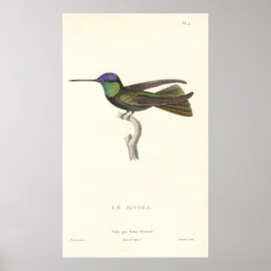 Herzog von Rivolis Kolibri vom antiken Druck Poster