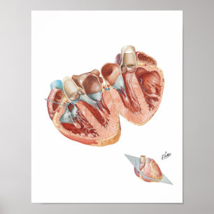 Herzquerschnitt durch Frank H. Netter, MD Poster