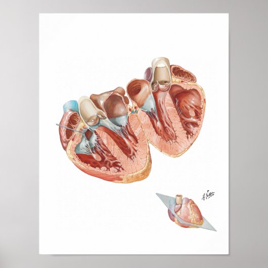 Herzquerschnitt durch Frank H. Netter, MD Poster (Vorne)