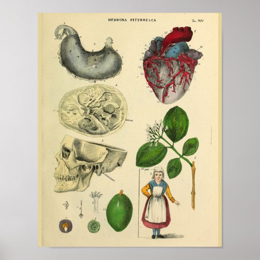 Herzschädel Anatomie Vintage Kunstdrucken Poster (Vorne)