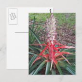 Herzstück des Fotos Postkarte (Vorne/Hinten)