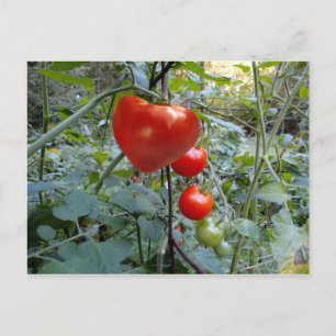 Herztomato Sommer in New Hampshire Postkarte