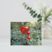 Herztomato Sommer in New Hampshire Postkarte (Stehend Vorderseite)