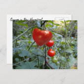 Herztomato Sommer in New Hampshire Postkarte (Vorne/Hinten)