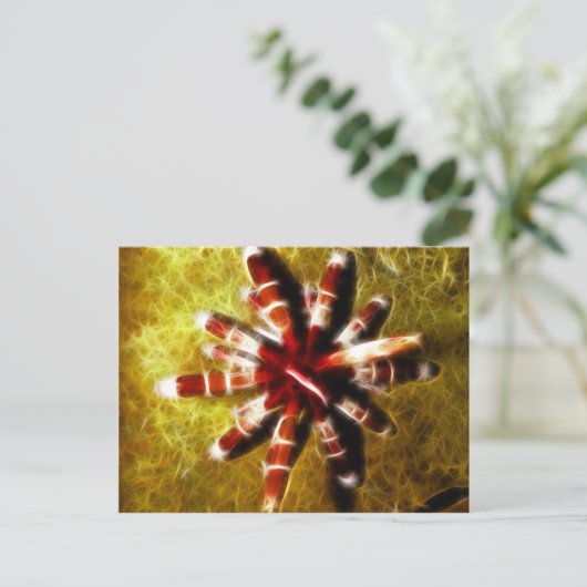 Heterocentrotus Postkarte (Stehend Vorderseite)