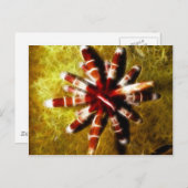 Heterocentrotus Postkarte (Vorne/Hinten)