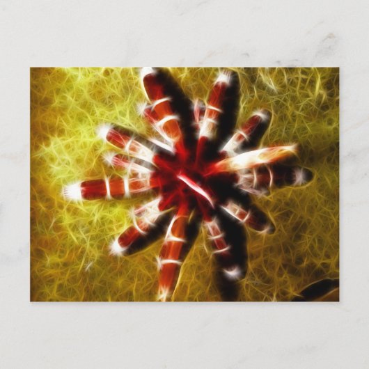 Heterocentrotus Postkarte (Vorderseite)