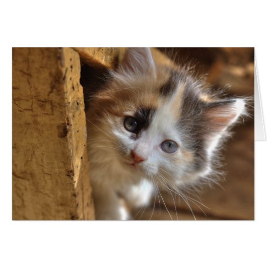 Heterochromia Calico Kitten (Vorderseite (Horizontal))