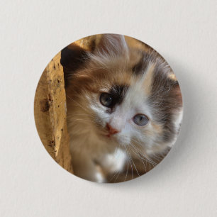 Heterochromia Calico Kitten Button