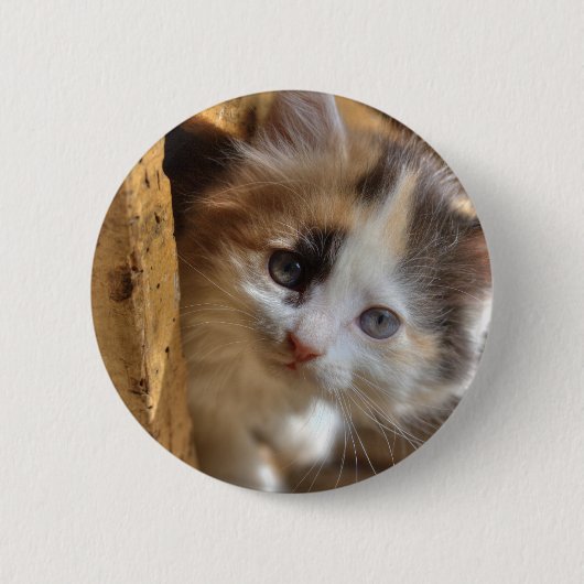 Heterochromia Calico Kitten Button (Vorderseite)