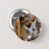 Heterochromia Calico Kitten Button (Vorne & Hinten)