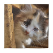 Heterochromia Calico Kitten Fliese (Vorderseite)