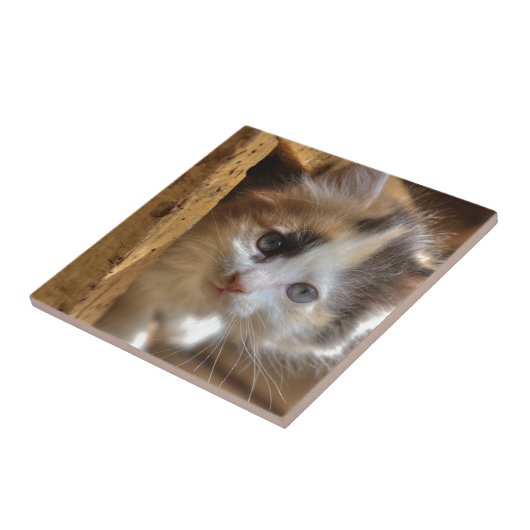 Heterochromia Calico Kitten Fliese (Seite)