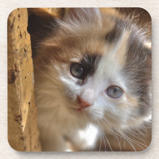 Heterochromia Calico Kitten Getränkeuntersetzer (Vorderseite)