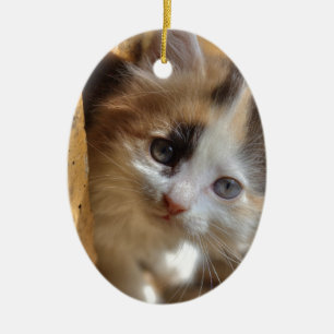 Heterochromia Calico Kitten Keramik Ornament