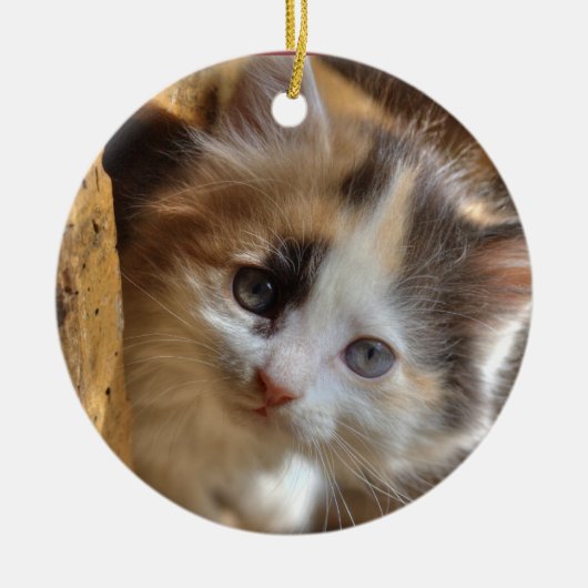 Heterochromia Calico Kitten Keramikornament (Vorne)