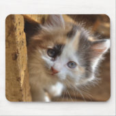 Heterochromia Calico Kitten Mousepad (Vorne)