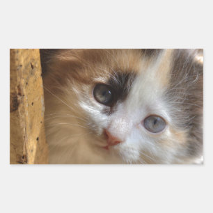 Heterochromia Calico Kitten Rechteckiger Aufkleber