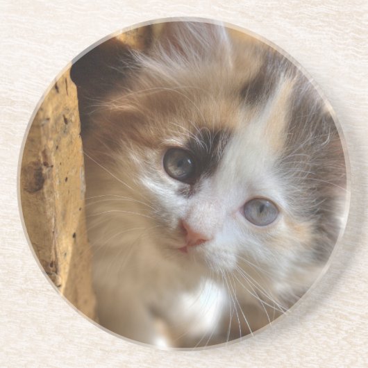 Heterochromia Calico Kitten Sandstein Untersetzer (Vorne)