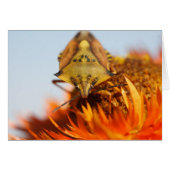 Heteroptera (Vorderseite (Horizontal))