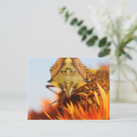 Heteroptera Postkarte (Stehend Vorderseite)