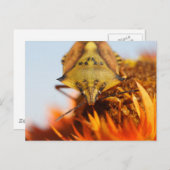 Heteroptera Postkarte (Vorne/Hinten)