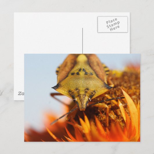 Heteroptera Postkarte (Vorne/Hinten)