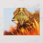 Heteroptera Postkarte (Vorderseite)