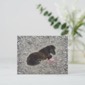 Hety Shetland Pony Mini Horse Animal Pets Postkarte (Stehend Vorderseite)